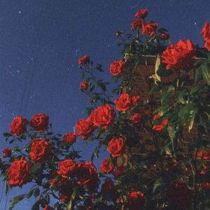 Meet your Posher, Kalia